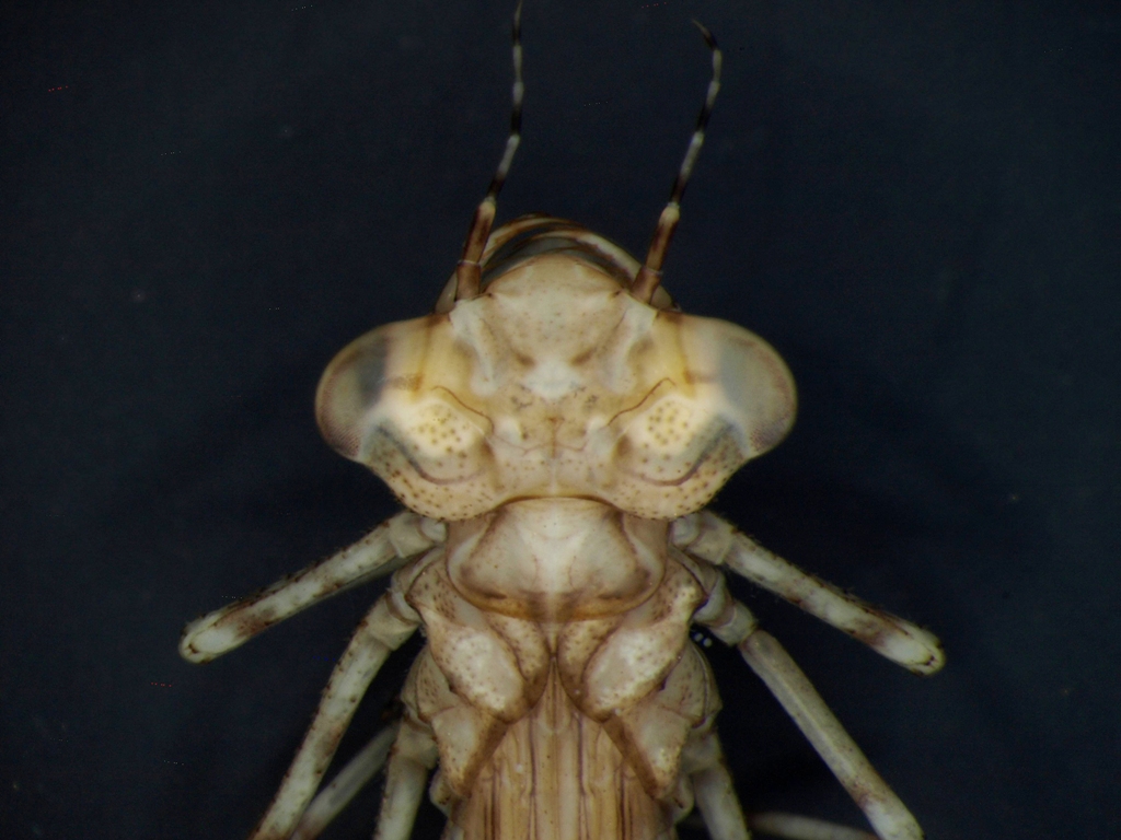 Coenagrion puella & pulchellum